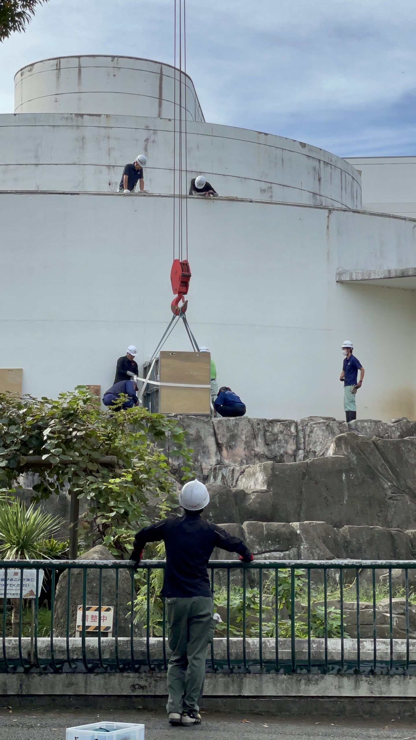 ニシゴリラのモモカちゃん搬入の様子