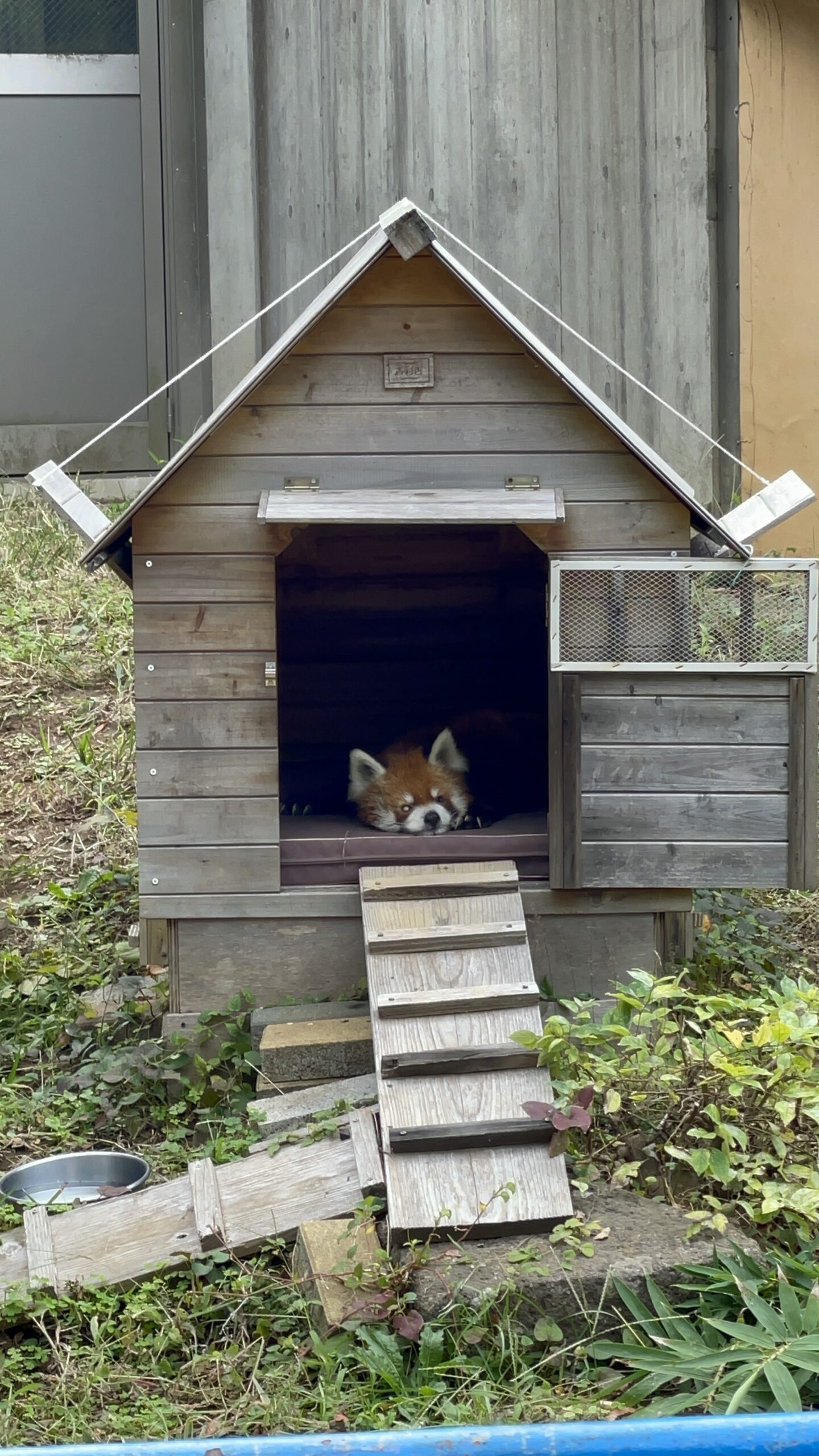レッサーパンダの風太くんの写真（2025年10月8日撮影）