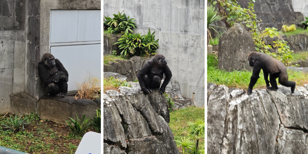 12月3日　ニシゴリラのモモカちゃんの写真