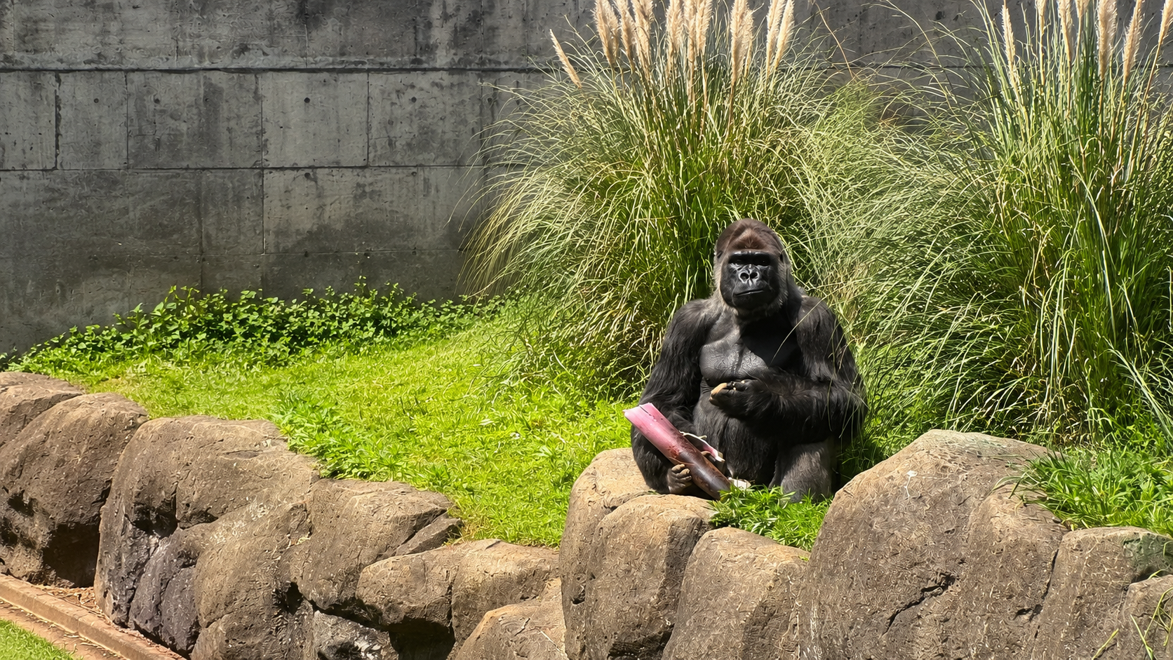 モモカ来園と繁殖プロジェクト