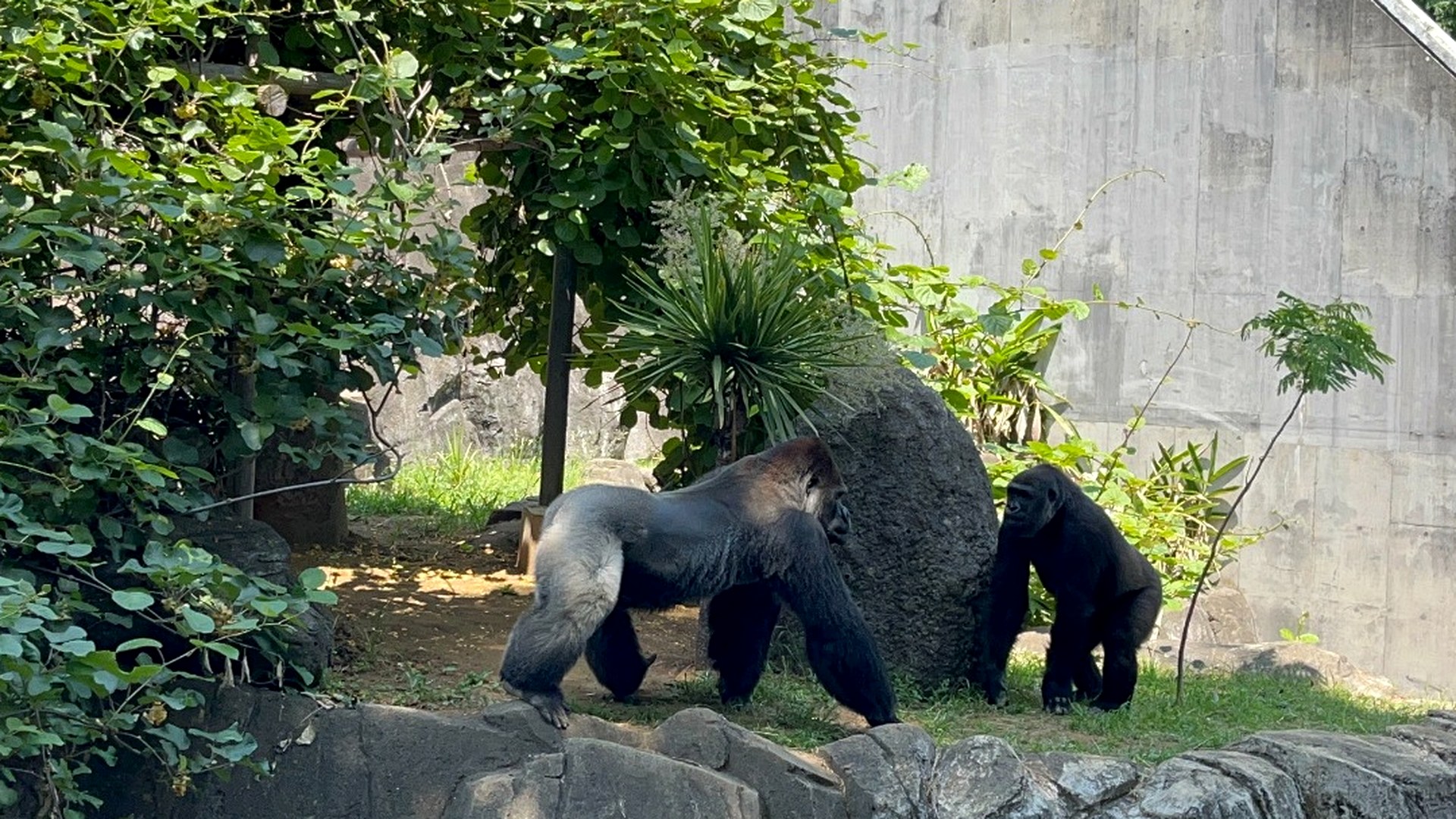 千葉市動物公園のゴリラ